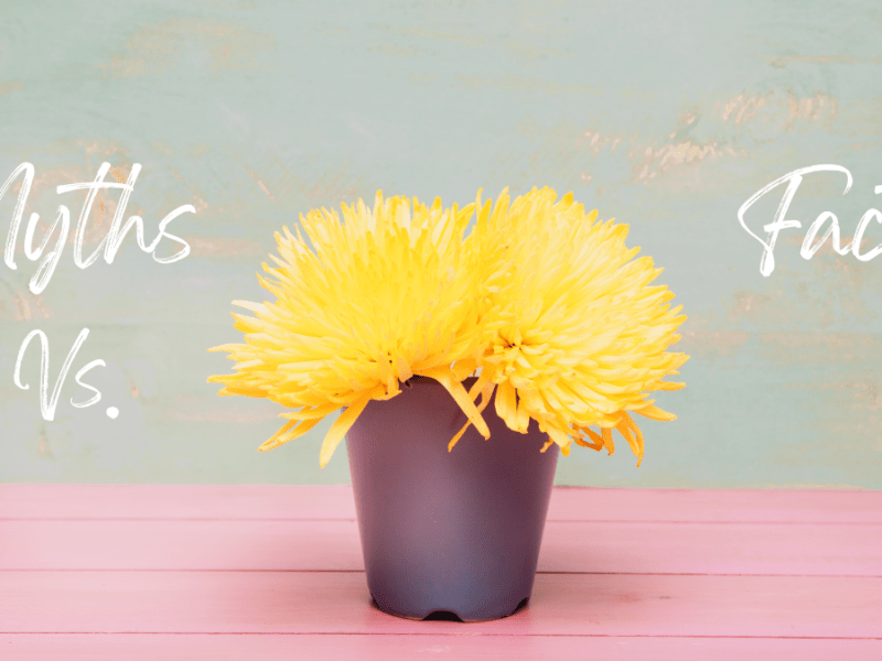 Six Myths in English Language&nbsp;Teaching