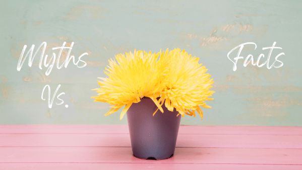 myths in english language teaching